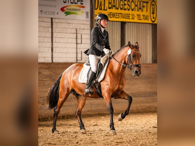 Weitere Ponys/Kleinpferde Stute 6 Jahre 146 cm Brauner in Velpke