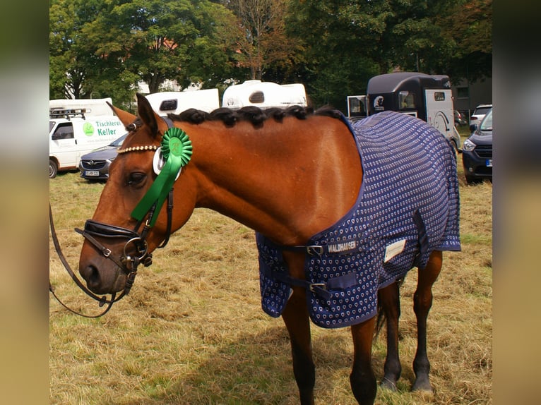 Weitere Ponys/Kleinpferde Stute 6 Jahre 146 cm Brauner in Velpke