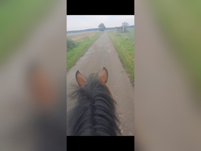 Weitere Ponys/Kleinpferde Stute 6 Jahre 146 cm Brauner in Velpke