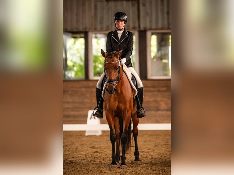 Weitere Ponys/Kleinpferde Stute 6 Jahre 146 cm Brauner in Velpke