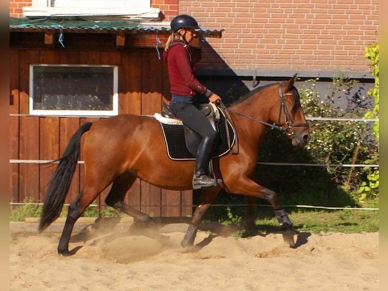 Weitere Ponys/Kleinpferde Stute 6 Jahre 146 cm Brauner in Velpke