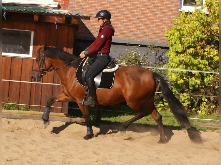 Weitere Ponys/Kleinpferde Stute 6 Jahre 146 cm Brauner in Velpke