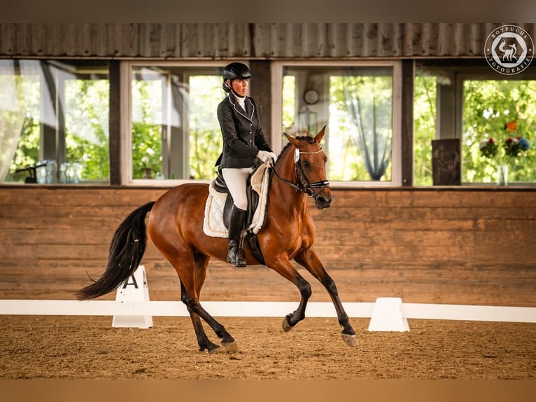 Weitere Ponys/Kleinpferde Stute 6 Jahre 146 cm Brauner in Velpke