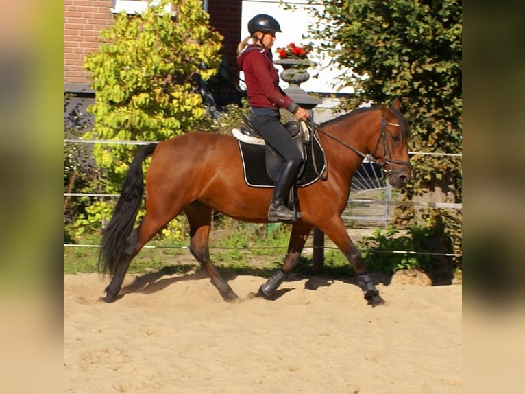 Weitere Ponys/Kleinpferde Stute 6 Jahre 146 cm Brauner in Velpke