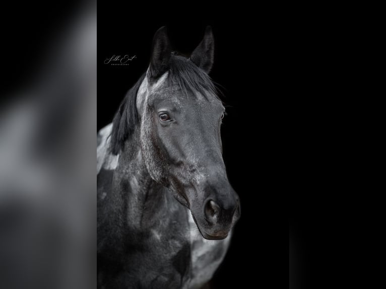 Weitere Ponys/Kleinpferde Stute 6 Jahre 146 cm Roan-Blue in K&#xF6;nigsbach-Stein