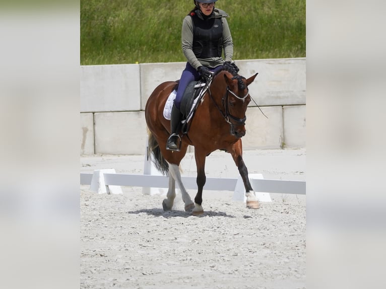 Weitere Ponys/Kleinpferde Stute 6 Jahre 146 cm Schecke in Nettersheim
