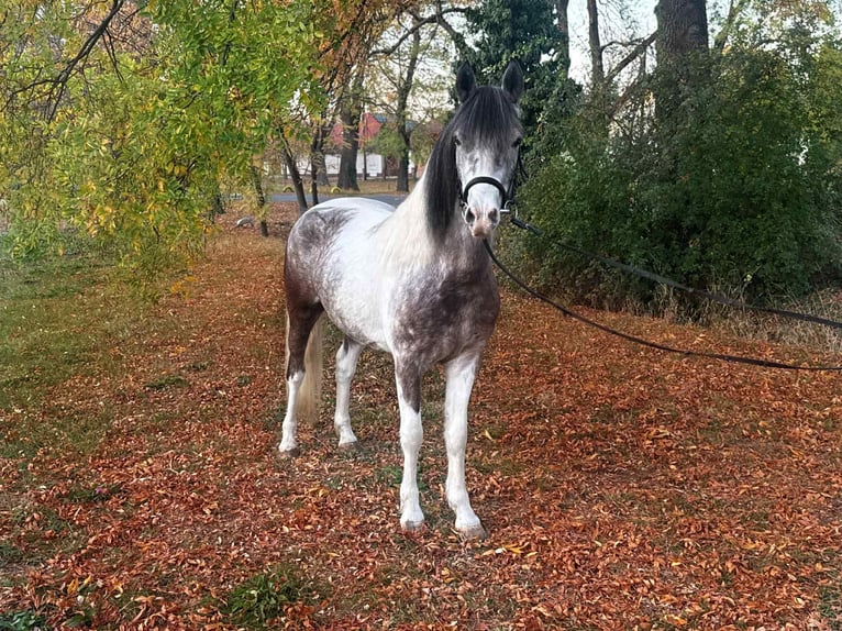 Weitere Ponys/Kleinpferde Stute 6 Jahre 147 cm Schecke in B&#xE9;k&#xE9;scsaba