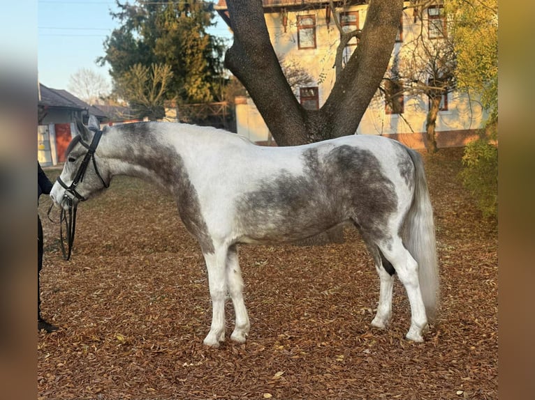 Weitere Ponys/Kleinpferde Stute 6 Jahre 147 cm Schecke in B&#xE9;k&#xE9;scsaba
