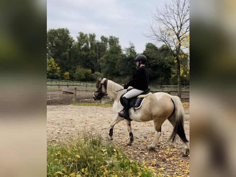 Weitere Ponys/Kleinpferde Stute 6 Jahre 147 cm Schecke in Neuss