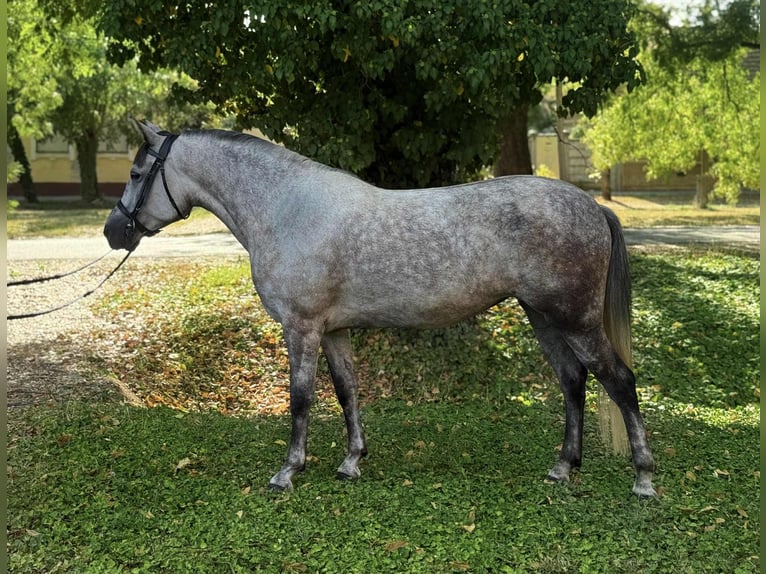 Weitere Ponys/Kleinpferde Stute 6 Jahre 147 cm Schimmel in B&#xE9;k&#xE9;scsaba