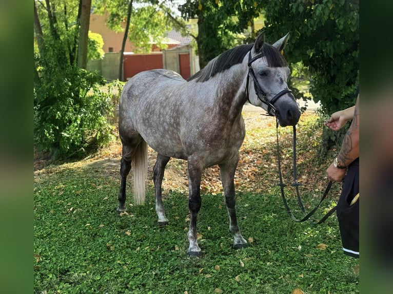 Weitere Ponys/Kleinpferde Stute 6 Jahre 147 cm Schimmel in B&#xE9;k&#xE9;scsaba