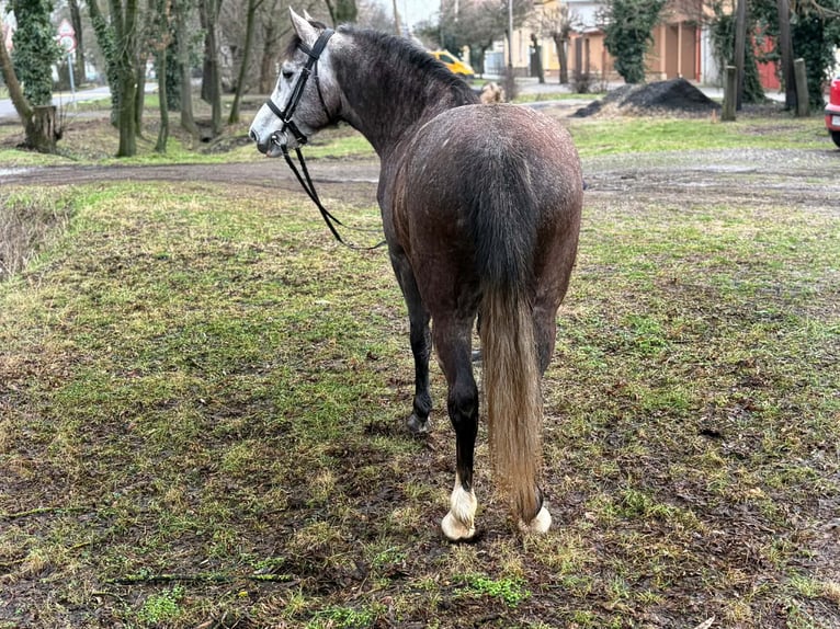 Weitere Ponys/Kleinpferde Stute 6 Jahre 148 cm Apfelschimmel in Békéscsaba