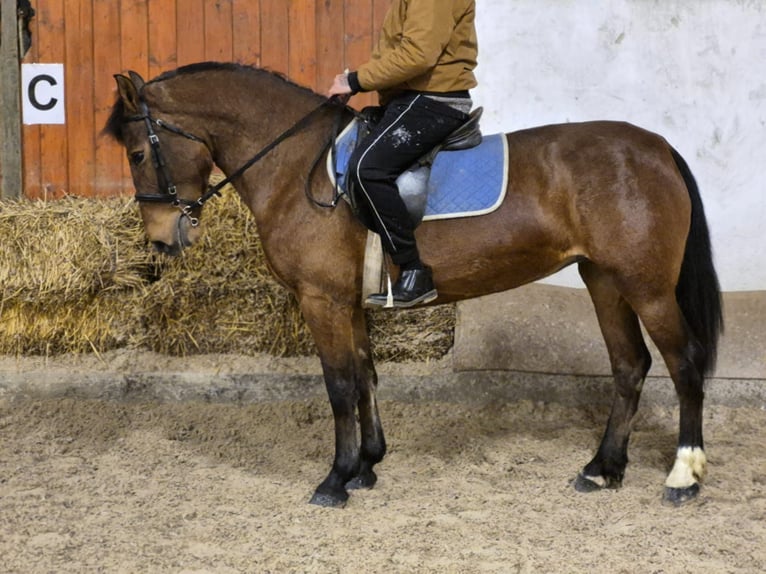 Weitere Ponys/Kleinpferde Stute 6 Jahre 148 cm Brauner in Békéscsaba