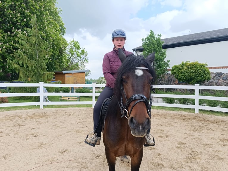 Weitere Ponys/Kleinpferde Stute 6 Jahre 148 cm Dunkelbrauner in Jabel