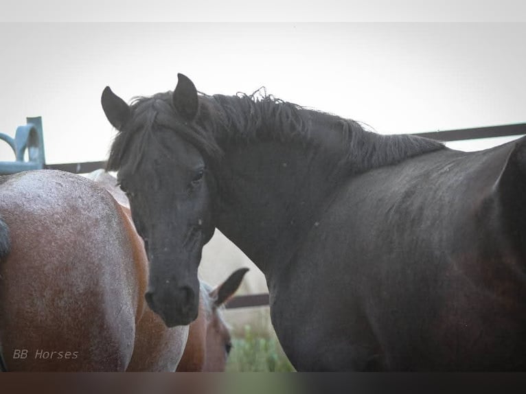 Weitere Ponys/Kleinpferde Mix Stute 6 Jahre 150 cm Rappe in Pastetten