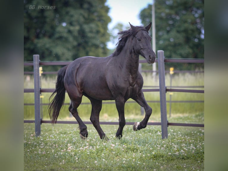 Weitere Ponys/Kleinpferde Mix Stute 6 Jahre 150 cm Rappe in Pastetten