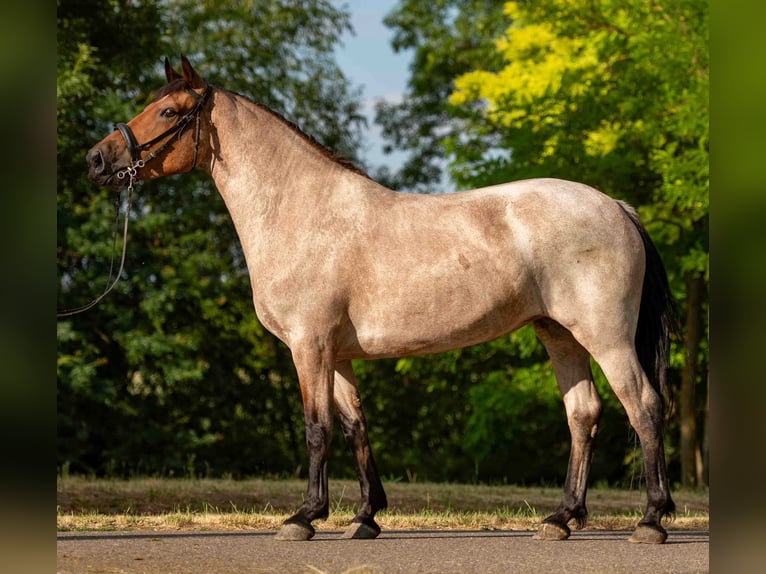 Weitere Ponys/Kleinpferde Stute 6 Jahre 150 cm Roan-Red in Mez&#x151;hegyes