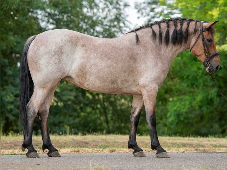 Weitere Ponys/Kleinpferde Stute 6 Jahre 150 cm Roan-Red in Mez&#x151;hegyes