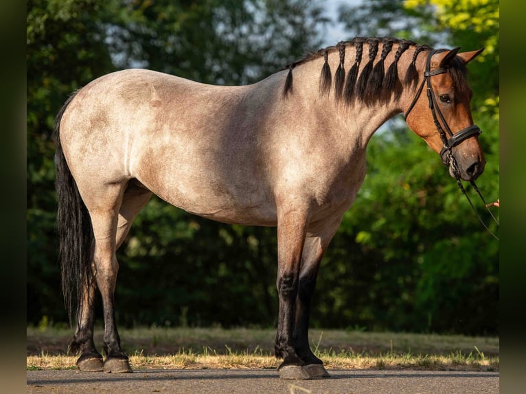 Weitere Ponys/Kleinpferde Stute 6 Jahre 150 cm Roan-Red in Mez&#x151;hegyes