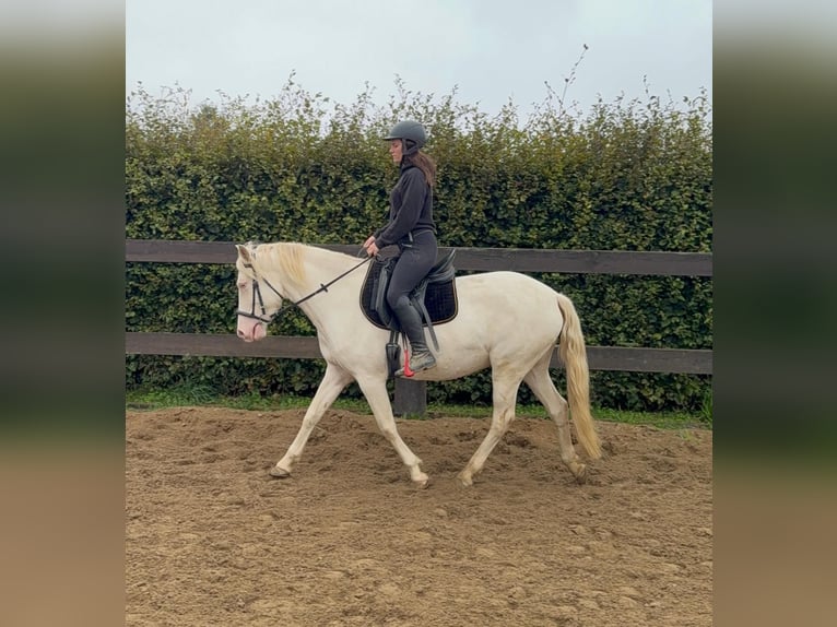 Weitere Ponys/Kleinpferde Stute 6 Jahre 151 cm Cremello in Daleiden