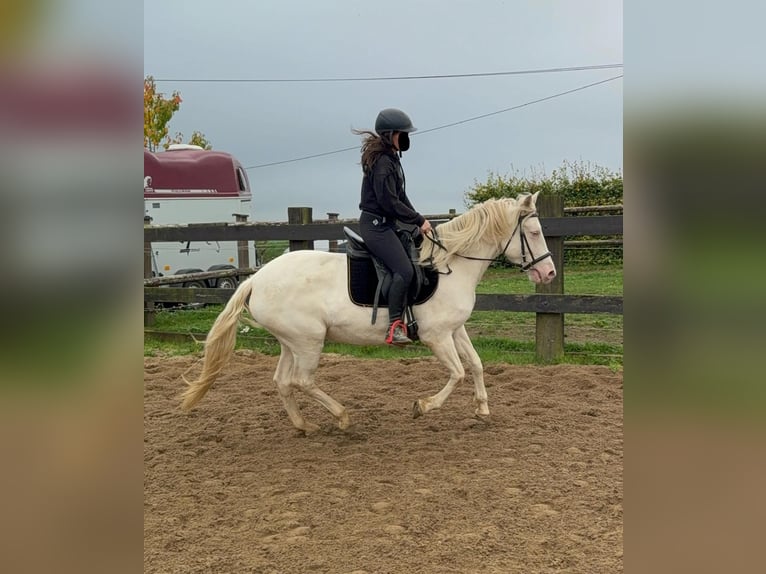 Weitere Ponys/Kleinpferde Stute 6 Jahre 151 cm Cremello in Daleiden