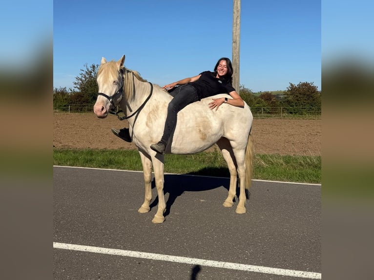 Weitere Ponys/Kleinpferde Stute 6 Jahre 151 cm Cremello in Daleiden