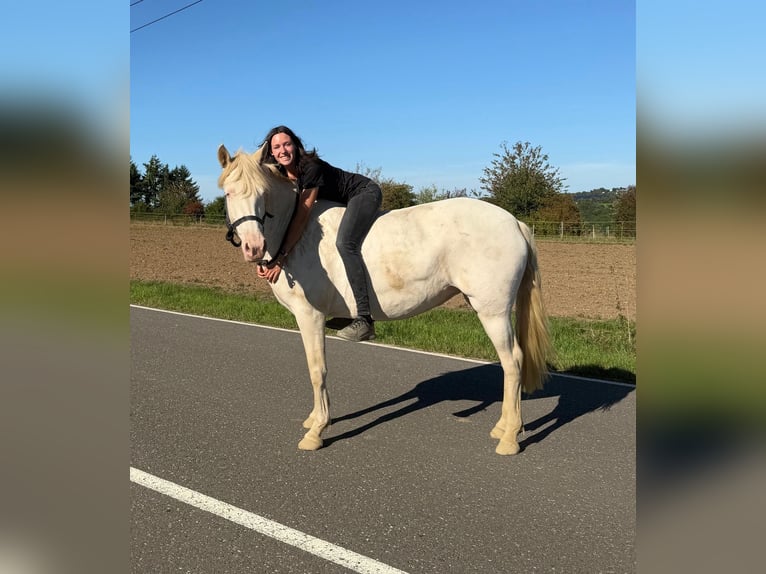 Weitere Ponys/Kleinpferde Stute 6 Jahre 151 cm Cremello in Daleiden