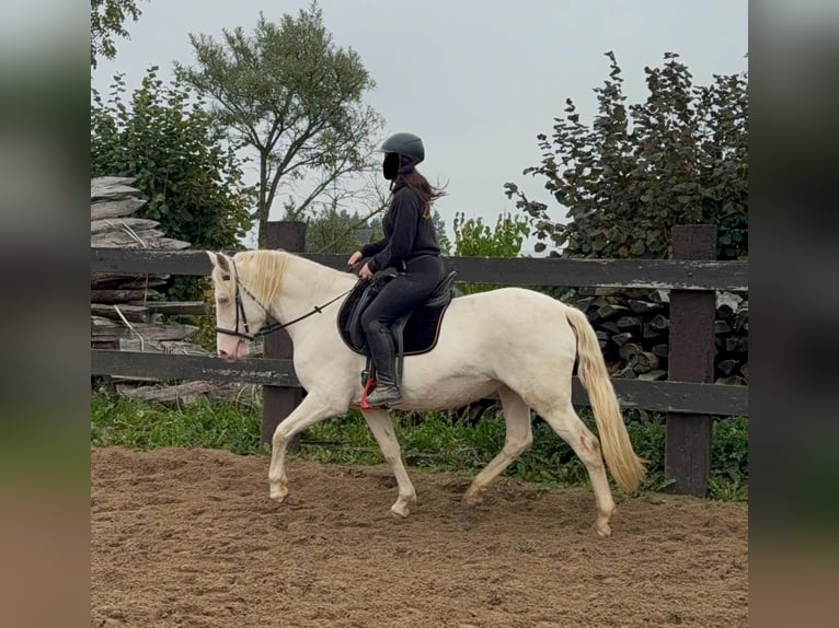 Weitere Ponys/Kleinpferde Stute 6 Jahre 151 cm Cremello in Daleiden