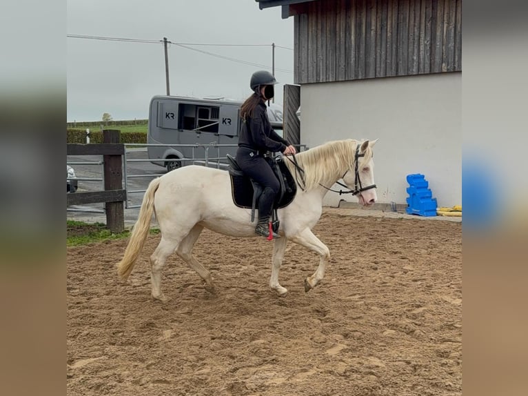 Weitere Ponys/Kleinpferde Stute 6 Jahre 151 cm Cremello in Daleiden