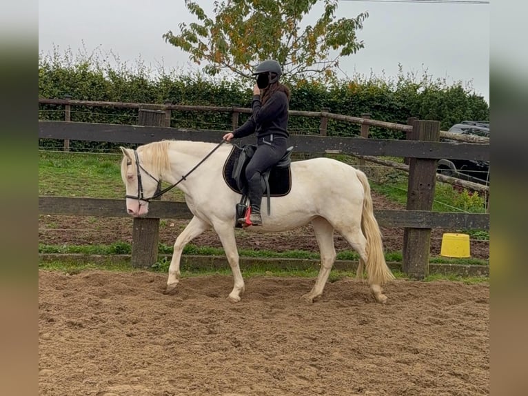 Weitere Ponys/Kleinpferde Stute 6 Jahre 151 cm Cremello in Daleiden
