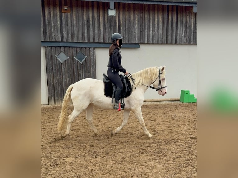 Weitere Ponys/Kleinpferde Stute 6 Jahre 151 cm Cremello in Daleiden