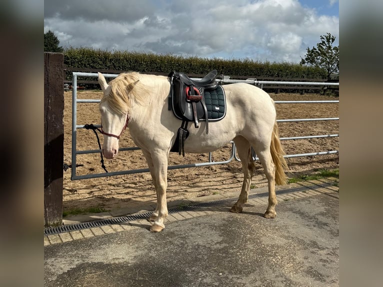 Weitere Ponys/Kleinpferde Stute 6 Jahre 151 cm Cremello in Daleiden