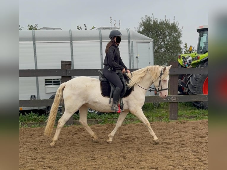 Weitere Ponys/Kleinpferde Stute 6 Jahre 151 cm Cremello in Daleiden
