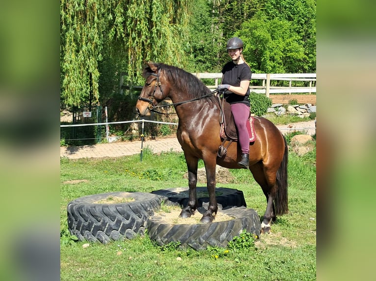 Weitere Ponys/Kleinpferde Stute 6 Jahre 154 cm Brauner in Bayerbach