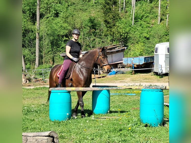 Weitere Ponys/Kleinpferde Stute 6 Jahre 154 cm Brauner in Bayerbach