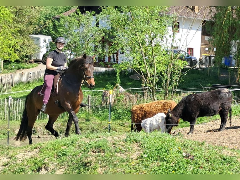 Weitere Ponys/Kleinpferde Stute 6 Jahre 154 cm Brauner in Bayerbach