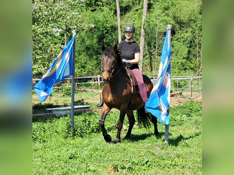 Weitere Ponys/Kleinpferde Stute 6 Jahre 154 cm Brauner in Bayerbach