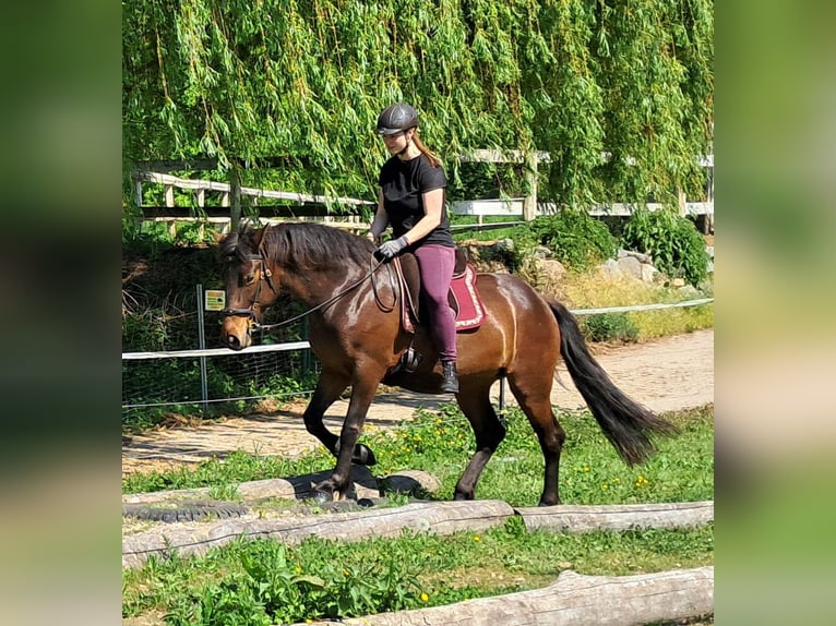 Weitere Ponys/Kleinpferde Stute 6 Jahre 154 cm Brauner in Bayerbach