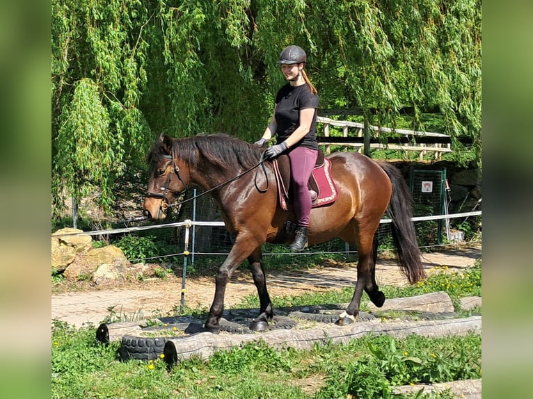 Weitere Ponys/Kleinpferde Stute 6 Jahre 154 cm Brauner in Bayerbach