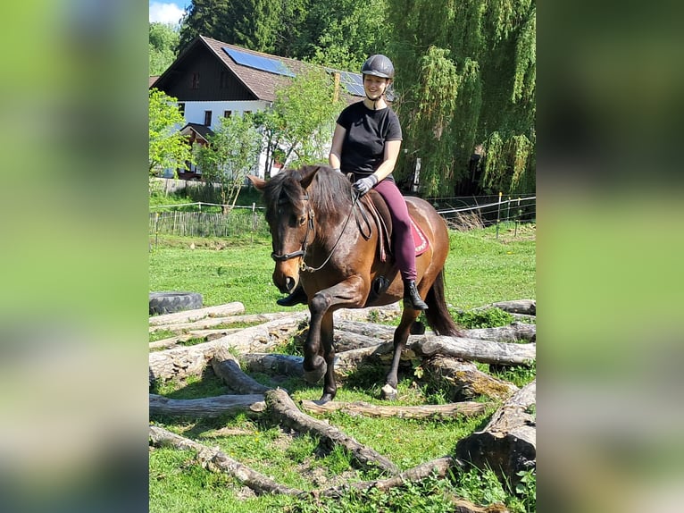 Weitere Ponys/Kleinpferde Stute 6 Jahre 154 cm Brauner in Bayerbach