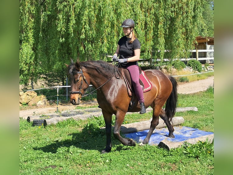 Weitere Ponys/Kleinpferde Stute 6 Jahre 154 cm Brauner in Bayerbach