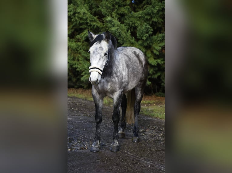 Weitere Ponys/Kleinpferde Stute 6 Jahre 155 cm Apfelschimmel in Békéscsaba