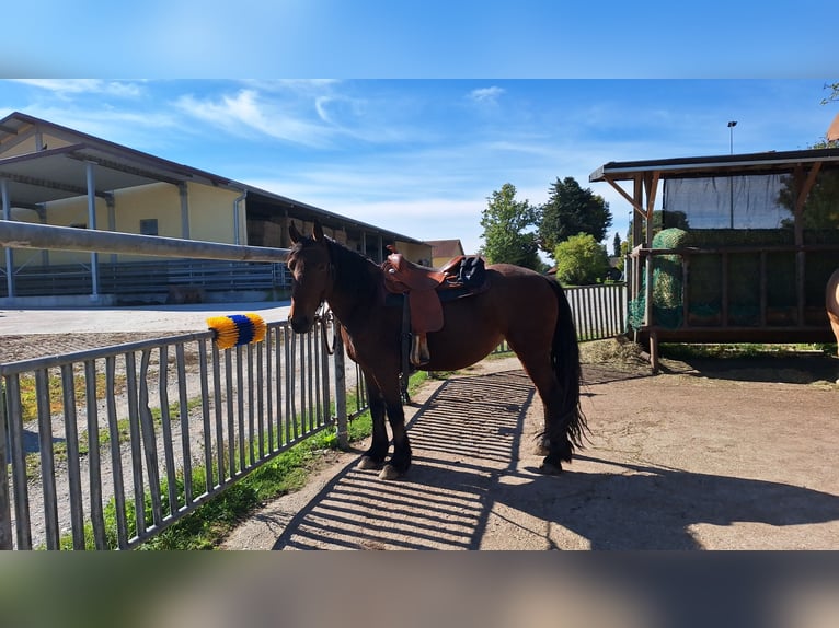 Weitere Ponys/Kleinpferde Stute 6 Jahre 155 cm Brauner in Alling/Biburg