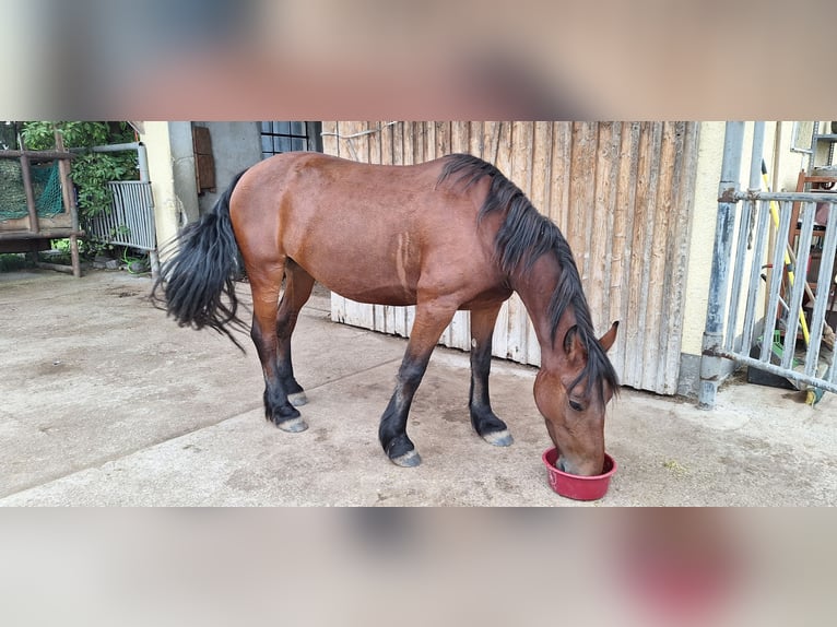 Weitere Ponys/Kleinpferde Stute 6 Jahre 155 cm Brauner in Alling/Biburg