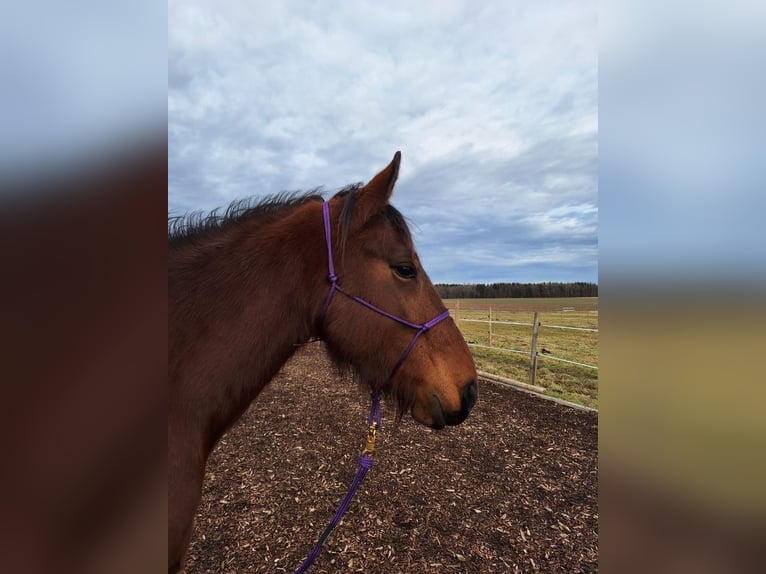 Weitere Ponys/Kleinpferde Stute 6 Jahre 155 cm Brauner in Alling/Biburg