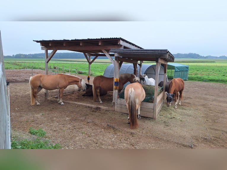 Weitere Ponys/Kleinpferde Stute 6 Jahre 155 cm Brauner in Alling/Biburg