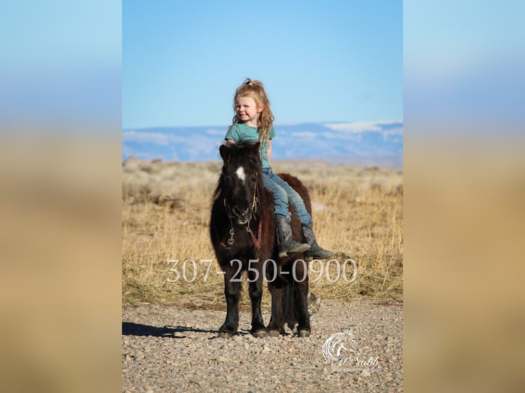 Weitere Ponys/Kleinpferde Stute 6 Jahre 69 cm Rappe in Cody