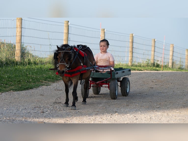 Weitere Ponys/Kleinpferde Stute 6 Jahre 84 cm Rotbrauner in Fredericksburg