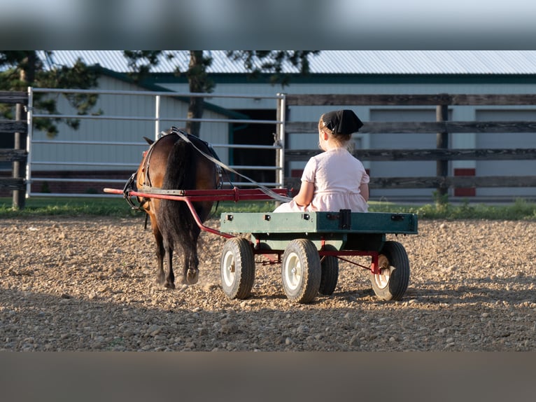 Weitere Ponys/Kleinpferde Stute 6 Jahre 84 cm Rotbrauner in Fredericksburg