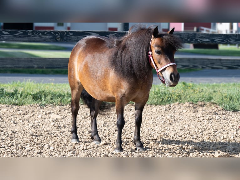 Weitere Ponys/Kleinpferde Stute 6 Jahre 84 cm Rotbrauner in Fredericksburg